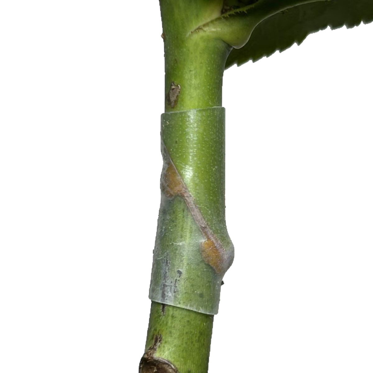 玫瑰果类植物环保级硅胶嫁接夹套管自然降价 自动脱落嫁接夹